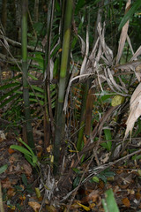 Ptychosperma macarthurii