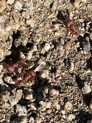 Pogonomyrmex occidentalis