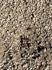 Pogonomyrmex occidentalis