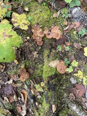 Armillaria sinapina