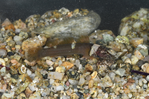 Representative image of Chromogobius quadrivittatus