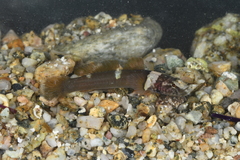 Chromogobius quadrivittatus
