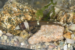 Chromogobius quadrivittatus