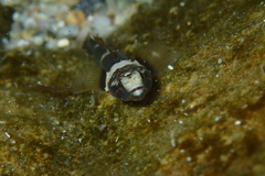 Chromogobius quadrivittatus