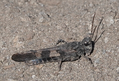 Trimerotropis fontana