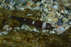 Chromogobius quadrivittatus