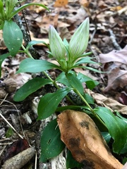 Gentiana villosa