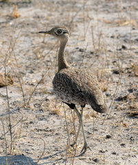 Eupodotis ruficrista