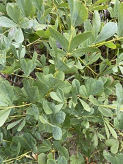 Baptisia tinctoria
