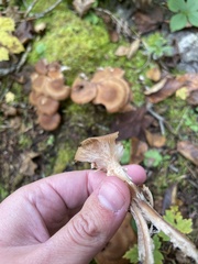 Armillaria sinapina