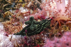 Nembrotha kubaryana