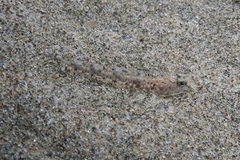 Pomatoschistus marmoratus