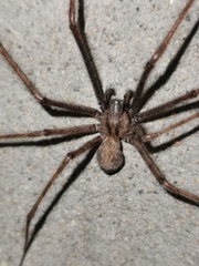 Tegenaria