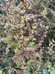Symphyotrichum lateriflorum