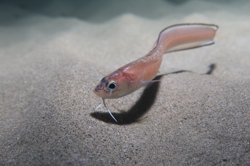 Ophidion rochei balığı