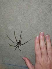 Tegenaria