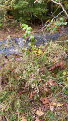 Eupatorium hyssopifolium