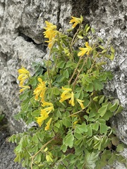 Pseudofumaria lutea