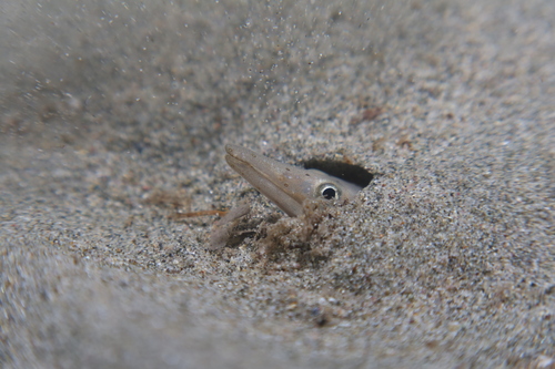 Serpent Eel