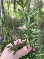 Lespedeza juncea