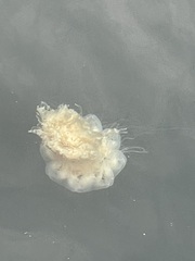 Cyanea capillata