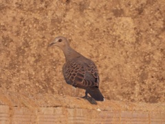 Streptopelia turtur