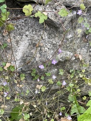 Cymbalaria muralis