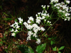 Ageratina jucunda