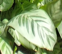 Goeppertia kegeljanii