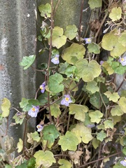Cymbalaria muralis