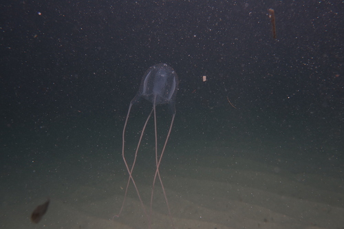 sea wasp