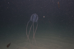 Carybdea marsupialis