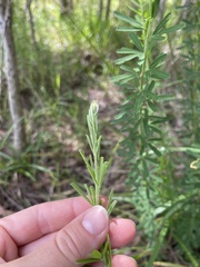 Lespedeza juncea