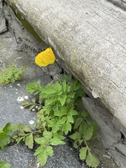Papaver cambricum