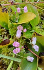 Lysimachia tenella