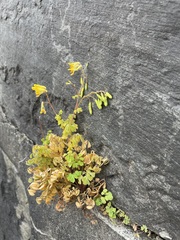 Pseudofumaria lutea