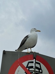 Larus fuscus