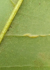 Prococcus acutissimus