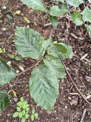 Fagus sylvatica
