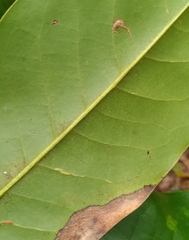 Prococcus acutissimus