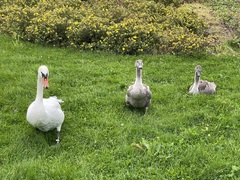 Cygnus olor