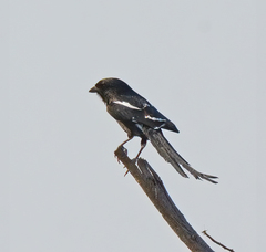 Lanius melanoleucus