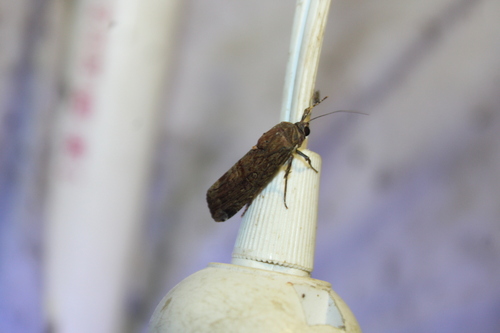Variable Narrow-wing photo 6