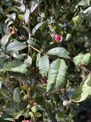 Syzygium paniculatum