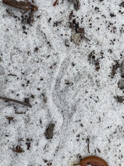 Plestiodon reynoldsi