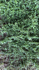 Ligustrum quihoui
