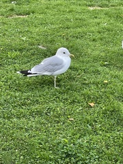 Larus canus