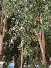 Syzygium paniculatum
