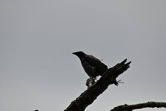 Corvus cornix