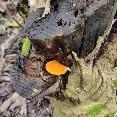 Pluteus aurantiorugosus